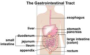 Gastrointestinal tract picture / illustration by Cincinnati Children's